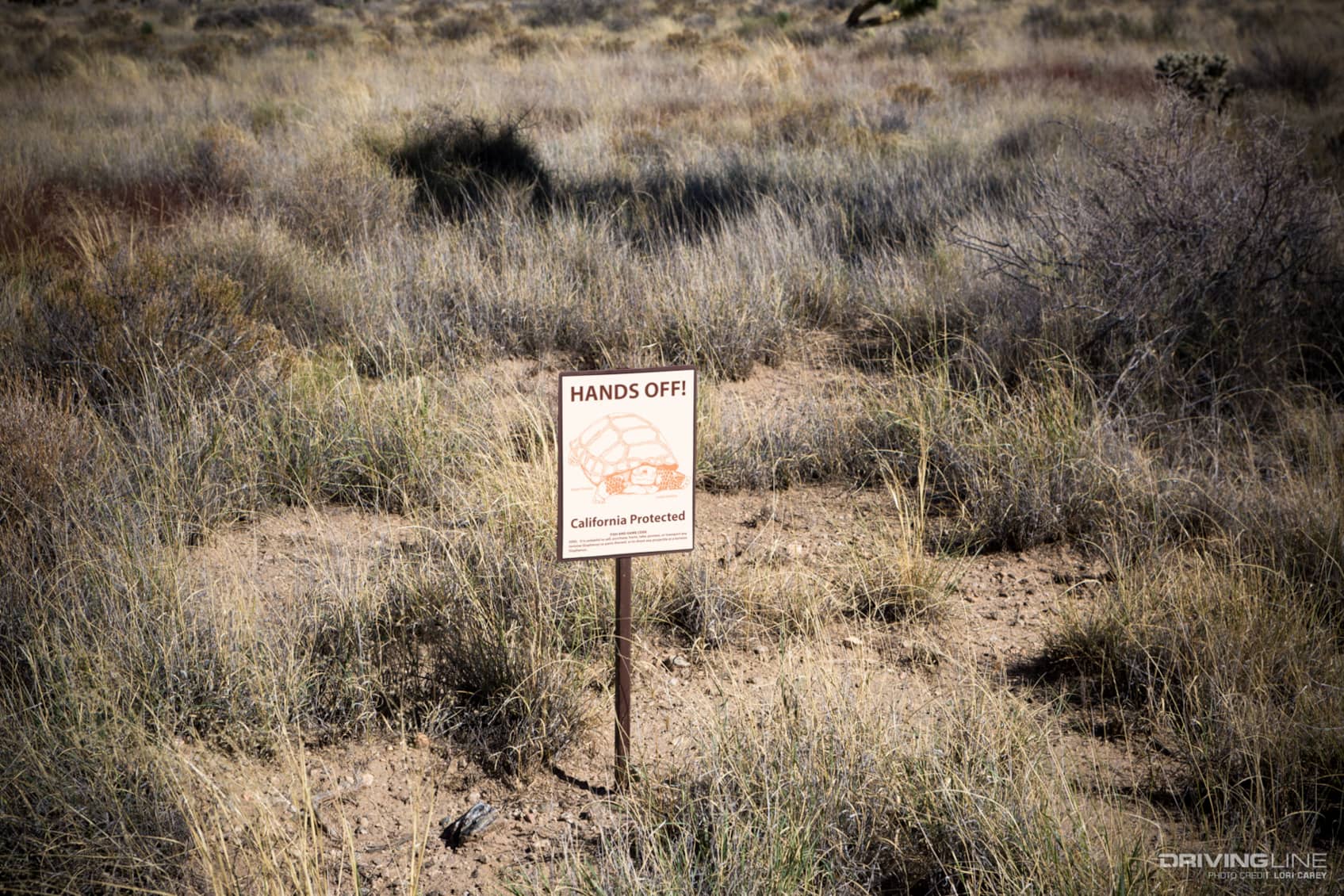 Wheeling at Death Valley Mine Trail | DrivingLine